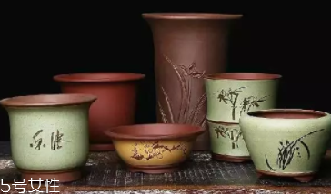 什么花不能放臥室養(yǎng)？含羞草誤食會(huì)脫發(fā)