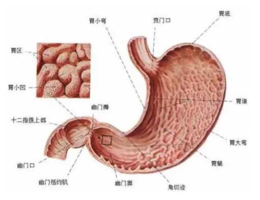 慢性胃炎是怎么造成的？吃燙食會引發(fā)胃炎