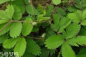 什么花不能放臥室養(yǎng)？含羞草誤食會(huì)脫發(fā)