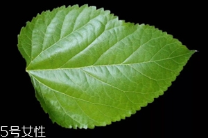 桑葉茶哪些人不能喝？過(guò)多飲用傷脾胃?jìng)I
