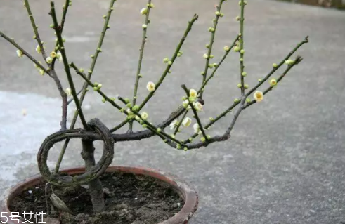 養(yǎng)花有哪些益處？節(jié)約藥費不止一點點