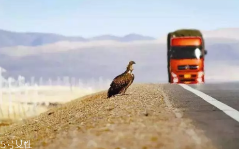 開車前為什么要拍拍車蓋？預(yù)防傷害流浪小動物