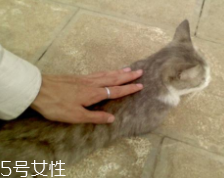開車前為什么要拍拍車蓋？預(yù)防傷害流浪小動物