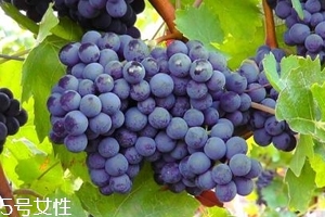 葡萄籽補(bǔ)劑要不要買(mǎi)？不如早睡早起