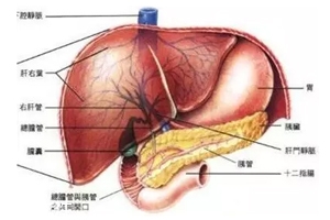 膽囊里的石頭從何而來(lái)？膽汁形成膽結(jié)石