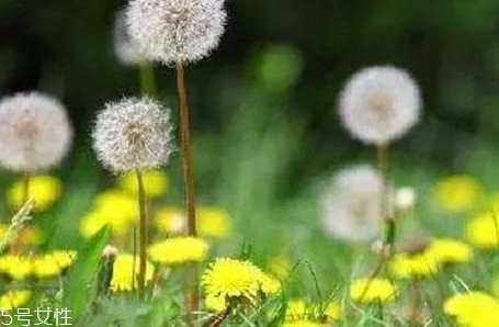 蒲公英用開水泡嗎？煮一煮效果會更好