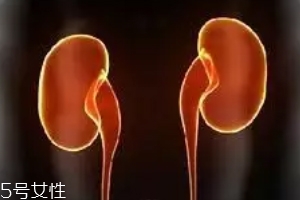 腎為什么容易長結(jié)石？尿液聚集成了結(jié)石