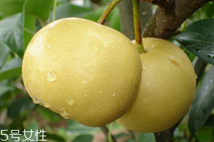 梨子能天天吃嗎？吃梨的注意事項(xiàng)