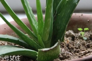 蘆薈膠真的很神奇嗎？只是基礎的補水保濕