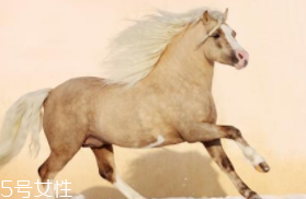 馬油是萬(wàn)能的嗎？接近人體脂肪也并不萬(wàn)能