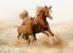 馬油是萬(wàn)能的嗎？接近人體脂肪也并不萬(wàn)能