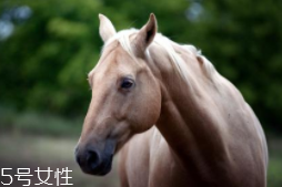 馬油是萬(wàn)能的嗎？接近人體脂肪也并不萬(wàn)能