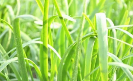 吃韭菜燒心怎么緩解？韭菜吃多了燒心