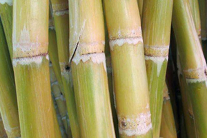 甘蔗吃多了對(duì)牙齒好嗎？有可能損傷牙齒