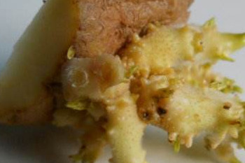 哪些食物發(fā)芽后營養(yǎng)翻倍？這些食物發(fā)芽后千萬別吃