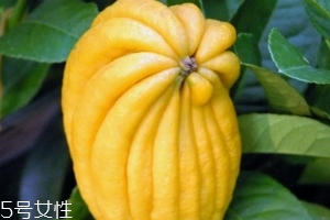 佛手柑是什么味道？佛手柑味道非常好聞