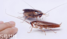 蟑螂究竟有多臟？傳播蛔蟲卵等多種病菌