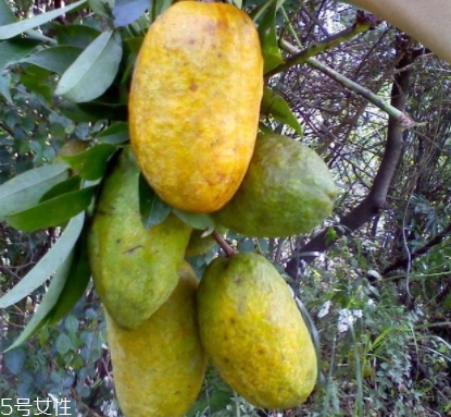 牛卵坨孕婦可以吃嗎？看屬于什么懷孕階段