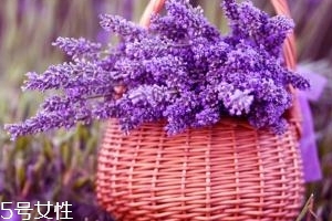 薰衣草精油能防曬嗎？能隔離紫外線