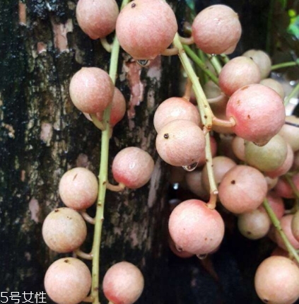木奶果多少錢一斤？居然高達(dá)幾十元一斤