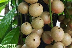 木奶果好吃嗎？木奶果密密麻麻好吃到爆