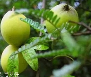 多依果多少錢(qián)一斤？