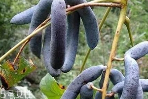 貓屎瓜能吃嗎？其貌不揚(yáng)的水果