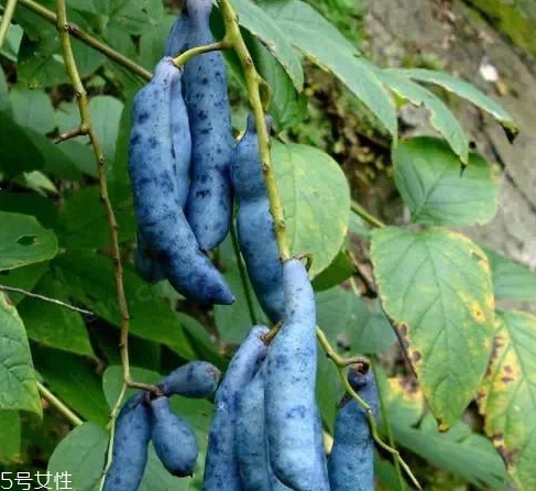 貓屎瓜能吃嗎？其貌不揚(yáng)的水果