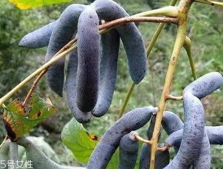 貓屎瓜的籽能吃嗎？