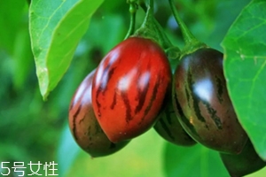樹番茄外皮可以吃嗎？來看看樹番茄的吃法