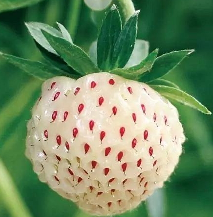 白舅果的功效 白舅果是菠蘿莓嗎？