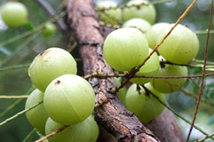 余甘子多少錢一斤？余甘果報(bào)價(jià)