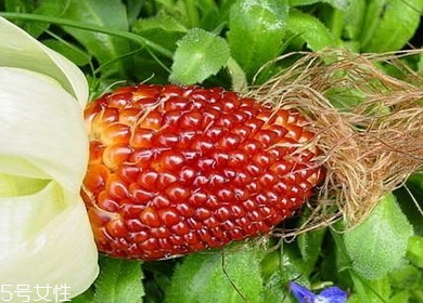 草莓玉米多少錢(qián)一斤？酷似草莓的玉米