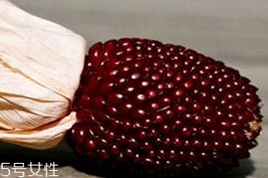 草莓玉米怎么吃？觀賞和食用雙重價(jià)值