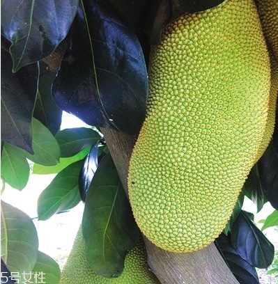 榴蓮蜜哪里能吃？哪里不能吃