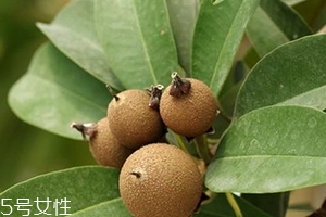 人心果多少錢一斤？稀有水果價(jià)格高
