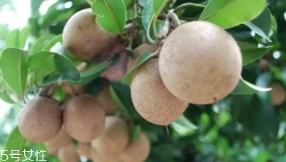 人心果多少錢一斤？稀有水果價格高