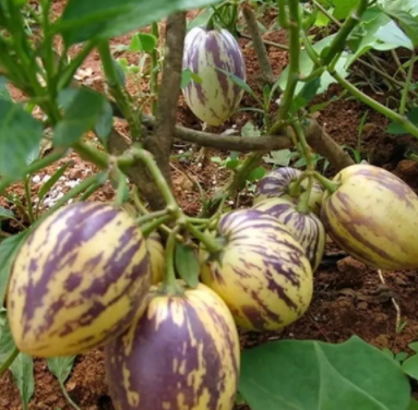 香瓜茄多少錢一斤？香瓜茄種子哪里買