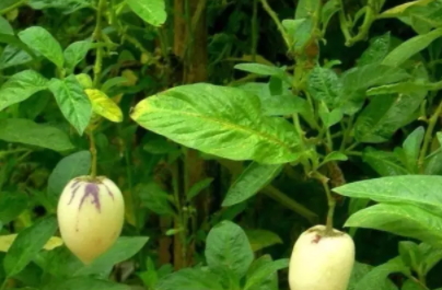 香瓜茄多少錢一斤？香瓜茄種子哪里買