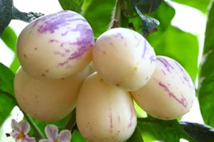 香瓜茄多少錢(qián)一斤？香瓜茄種子哪里買(mǎi)