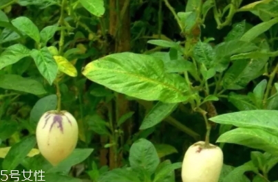 香瓜茄孕婦可以吃嗎？香瓜茄功效多