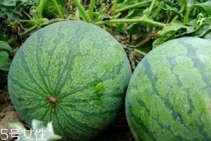 打瓜可以直接吃嗎？打瓜的功效作用
