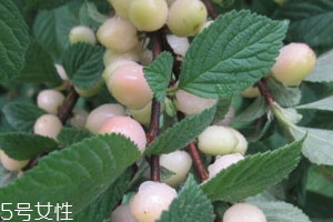 白玉櫻桃多少錢一斤？