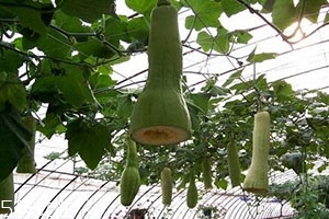 砍瓜怎么做好吃？教你烹飪砍瓜