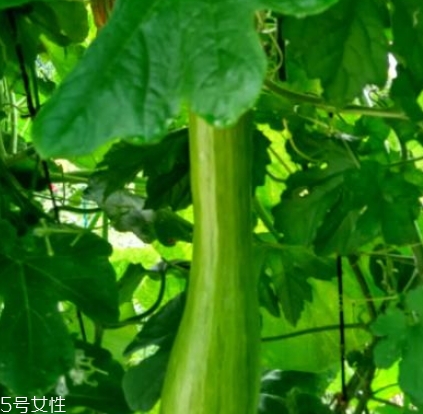 砍瓜怎么做好吃？教你烹飪砍瓜