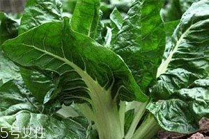 牛皮菜孕婦可以吃嗎？