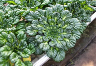 塔菜怎么做好吃？教你塔菜的做法