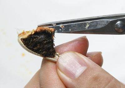 陽澄湖大閘蟹怎么吃？食陽澄湖大閘蟹注意事項