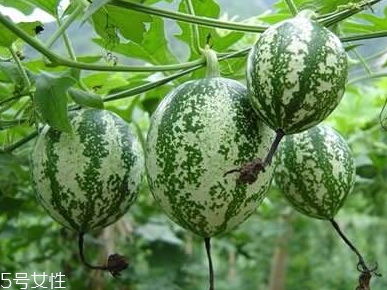 吊瓜怎么吃？吊瓜這樣做最好吃