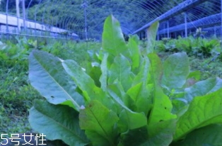君達(dá)菜的營養(yǎng)價(jià)值與功效作用